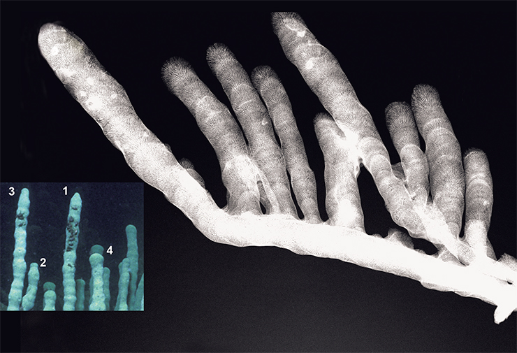 Скелетный каркас L. baicalensis состоит из высокоупорядоченных нитей рогоподобного белка спонгина, связывающего кремневые скелетные элементы. На продольном разрезе ветвей видно, что пучки спикул образуются, начиная от верхушки предыдущего модуля. Формы концов ветвей различны и зависят от фазы роста: они выглядят как вершина на поверхности вновь развивающегося модуля (1), как шапочка (2, 3), как массивный купол (4)