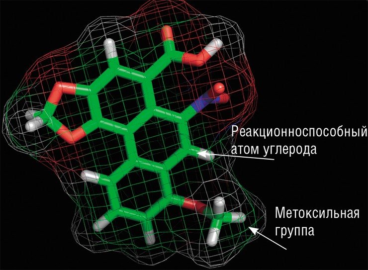 В кирказоне содержится два токсина – аристолоховая кислота I (вверху) и аристолоховая кислота II, у которой вместо метоксильной группы – OCH3 расположен атом водорода. Через реакционноспособный атом углерода аристолоховые кислоты присоединяются к аминогруппам оснований ДНК. Зеленым цветом окрашены атомы С, белым – Н, красным – О, синим – N