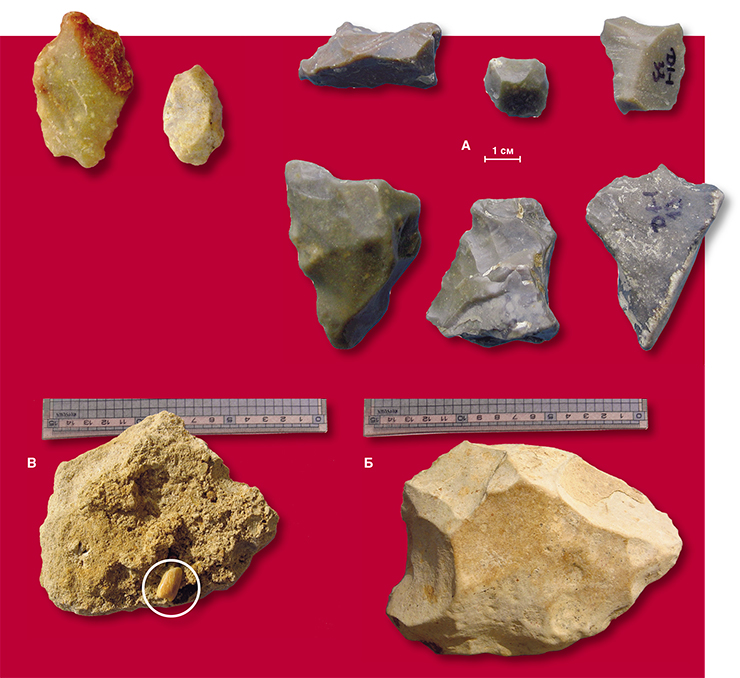 Находки на Дарвагчае. А – микроорудия; Б – типичное каменное рубило «нормальных» размеров; В – фрагмент зуба крупного млекопитающего, «запечатанный» в известняке