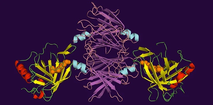 Ретинол, связанный с транспортными белками RBP4 и транстиретином. Credit: Wpliao
