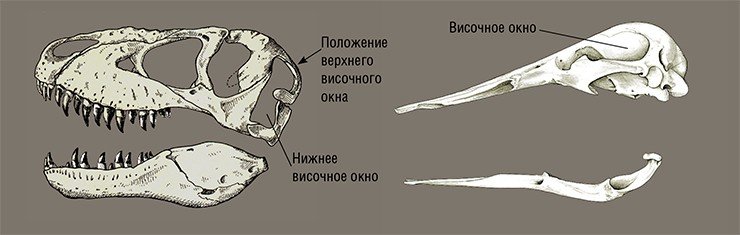 Слева: череп диапсида – крупного хищного динозавра Tarbosaurus efremovi (верхний мел, Монголия). Рис. автора по: (Малеев, 1955), с изменениями. Справа: череп синапсида – утконоса Ornithorhynchus anatinus, современного млекопитающего из отряда однопроходных. Australian Museum, NM 19721. Рис. автора