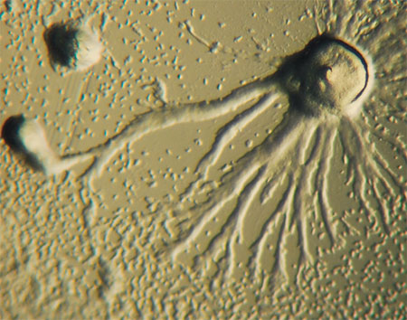 Агрегация одноклеточных амеб слизевика D. discoideum в многоклеточную структуру. Изображение Bruno in Columbus/Public Domain 