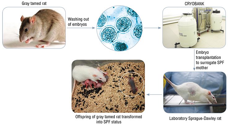 Reproductive technologies and cryobanks are the main “portal” linking the Center for Genetic Resources with the external world. The sequence of actions comprises production of embryos under sterile conditions, cryopreservation,  and embryo transplantation to surrogate SPF mothers. Using this technological chain, a unique strain of tamed rats of Siberian breeding was transformed into an SPF status in 2010 at the SPF Vivarium