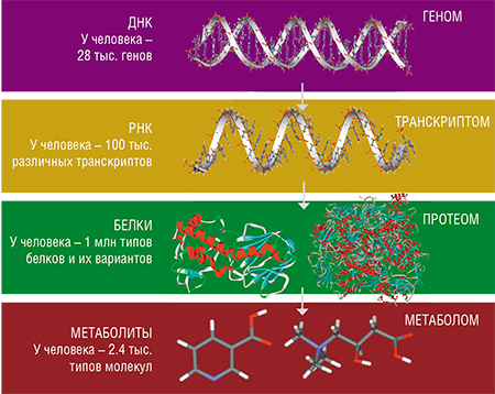 Реализация наследственной информации в живом организме осуществляется от ДНК к РНК, от РНК – к белку. Соответственно, существует иерархия или связка дисциплин: геномика изучает геном и гены; транскриптомика – синтез и распределение транскриптов (молекул РНК); протеомика – совокупность белковых молекул; метаболомика – набор всех метаболитов, образующихся в результате биохимических реакций. Интересно, что число метаболитов намного меньше, чем молекул, ответственных за протекание этих реакций. Это связано, во-первых, с тем, что эти небольшие молекулы уже претерпели каскад биохимических превращений и сами по себе достаточно устойчивы. Во-вторых, в человеческом геноме разных людей закодированы практически одни и те же биохимические процессы, поэтому индивидуальные особенности строения их составляющих не оказывают существенного влияния на число конечных метаболитов, по крайней мере в норме (Черноносов, 2010)