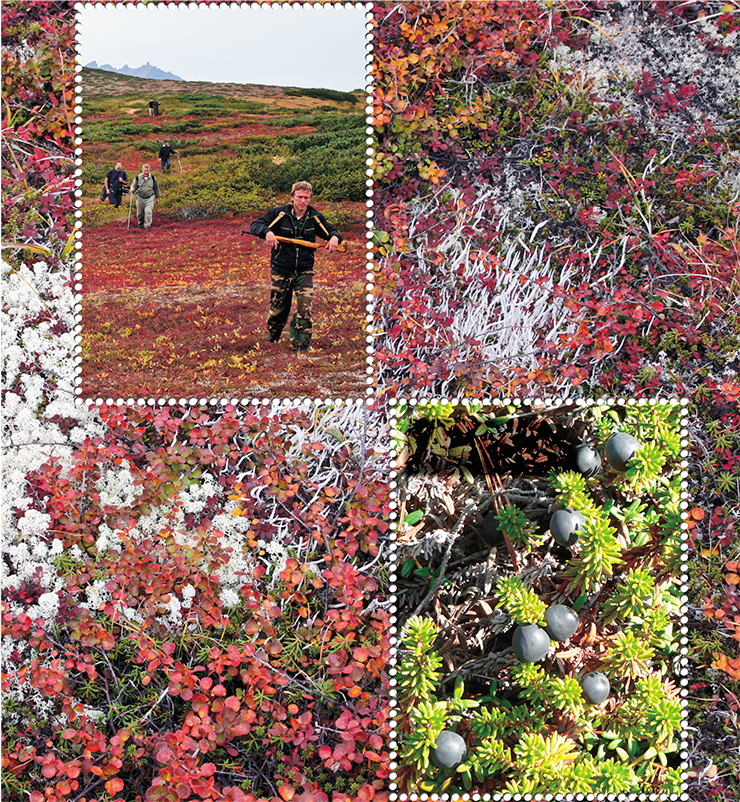 We quickly walked the bear paths through red berry grounds, located between low bushes and large stones. Mossberry, or crowberry, is a persistent evergreen inhabitant of the Holarctic and Arctic zones