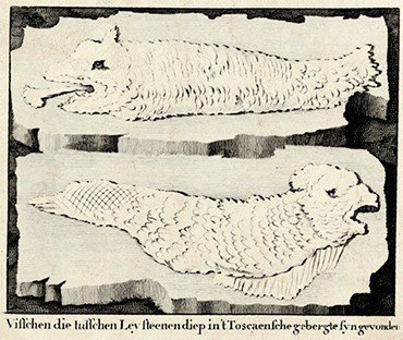 Подпись под гравюрой из книги Н. Витсена «Северная и Восточная Тартария» (1785): «[Ископаемые] рыбы, найденные в сланце в горах Тосканы [Италия]»