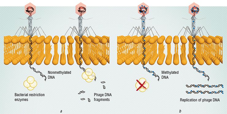 (a) In the coevolution of phages and bacteria, the former have developed a mechanism for overcoming the bacterial defense system, the restriction enzymes of which cleave the phage DNA that lack characteristic bacterial labels (methylated DNA bases). (b) The phages carrying methylated DNA can successfully infect bacteria