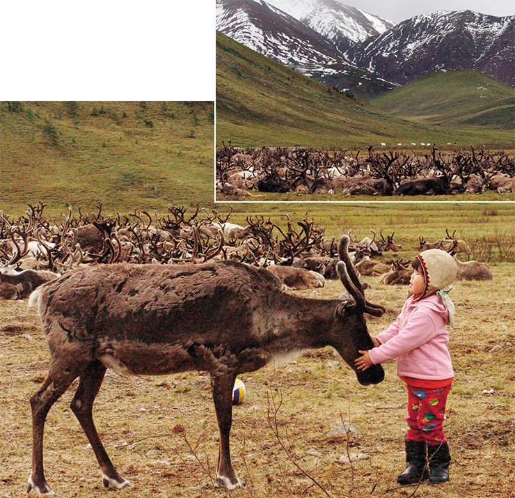В стойбище дети обучаются тому, чему не учат в школе, в том числе оленеводству – традиционному занятию якутских эвенов