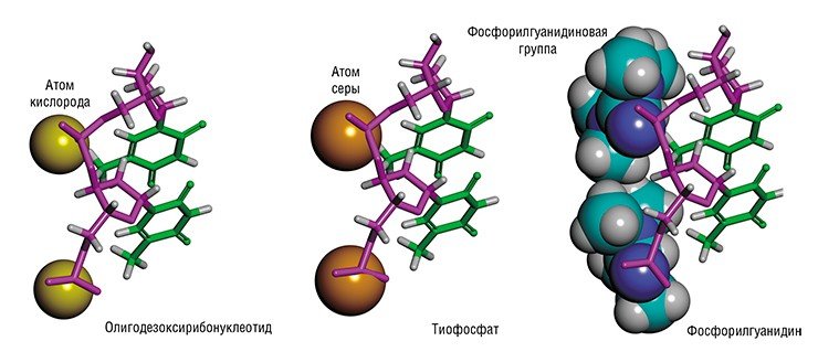 Нуклеиновые кислоты – это природные биополимеры, макромолекулы которых состоят из многократно повторяющихся звеньев – нуклеотидов. В состав нуклеотида входит азотистое основание, моносахарид (рибоза или дезоксирибоза) и остаток фосфорной кислоты (фосфатная группа). У известных серосодержащих аналогов нуклеиновых кислот – тиофосфатов – на месте фосфатных групп стоят отрицательно заряженные тиофосфатные, а у фосфорилгуанидинов – незаряженные фосфорилгуанидиновые группы