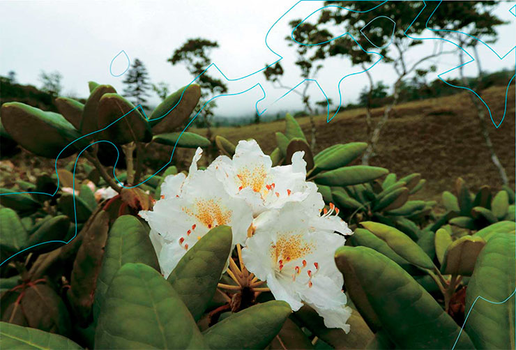 Рододендрон короткоплодный на острове Кунашир цветет белыми цветами