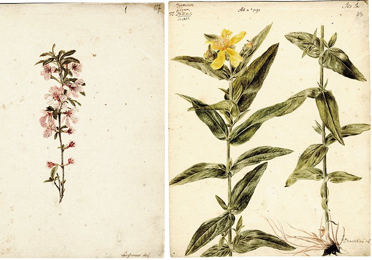 Left: Rubus (raspberry, raspberry field). Drawing by J. W. Lurzenius. Water color, pencil. SPB RASA. Coll. I. Inv. 105. File 22. Sheet 67. On right: Hypericum asciron (great sainfoin). Drawing by J. Ch. Berckhan to the 4th volume of Flora Sibirica by J. G. Gmelin (1769). Water color, pencil. SPB RASA. Coll. I. Inv. 105. File 22. Sheet 23