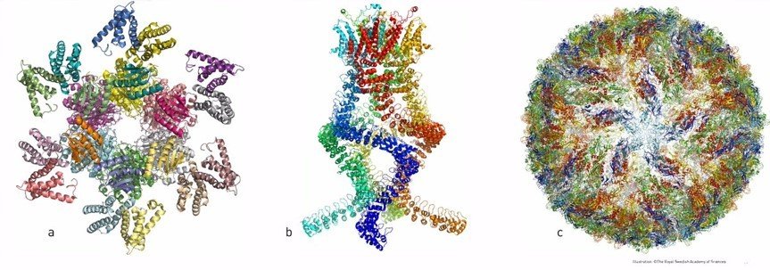 Объекты, атомарная структура которых была изучена с помощью криоэлектронной микроскопии. a) белковый комплекс, управляющий цикадными ритмами, b) белок-сенсор, благодаря которому мы слышим, c) вирус Зика  