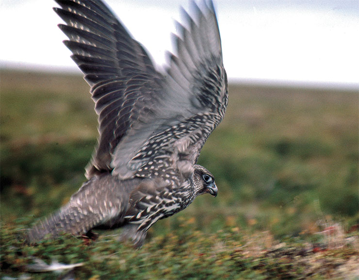 Молодой кречет (Falco rusticolus). Размах крыльев взрослой птицы достигает 1,2–1,35 м, при этом самка крупнее самца. Ареал этого самого большого сокола включает тундровые, лесотундровые и северотаежные зоны, ландшафты арктической и субарктической областей. Его основной гнездовой ареал на Таймыре – полоса лиственничных редколесий между 69°30' и 72°30' с. ш. Охраняемый вид, внесен в Красную книгу РФ. На Таймыре одной из причин сокращения численности птиц служит их гибель в ловушках на песца. Вытеснению кречета из исконных местообитаний способствует их освоение человеком и снижение численности куропаток в местах обитания. Фото И. Чупина
