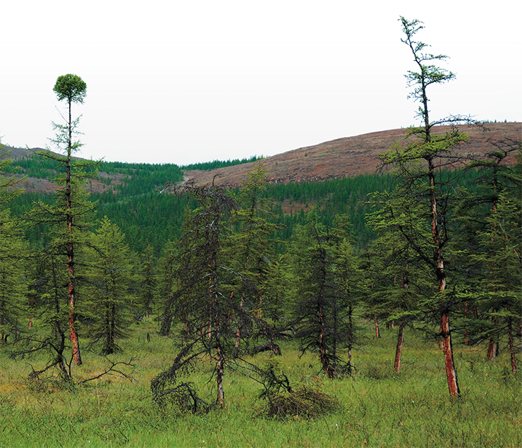 Poorly regenerating, overgrown larch forests of the Arctic, where three centuries can pass between wildfires