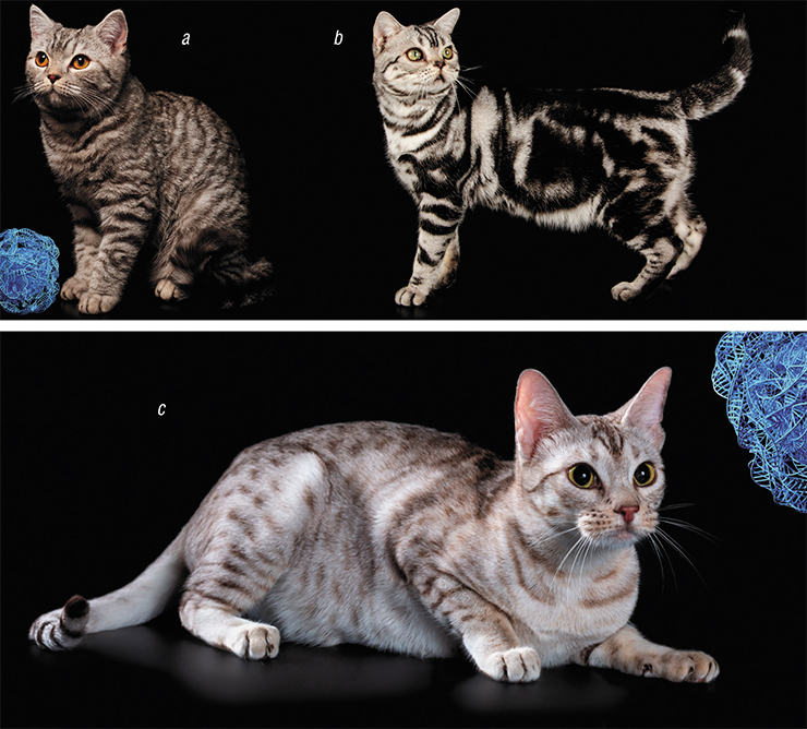 The Тa (Tabby) gene ensures the alternation of light and dark zones on the surface of an animal’s body. The normally functioning Ta gene forms the tiger stripes of the mackerel coat (a). Mutations in Та cause the development of the blotched pattern (b). Modifier genes split stripes into spots (c). a – © angel_s20 – stock.adobe.com; b – © Aleksand Volchanskiy – stock.adobe.com; c – Owner: E. Malysheva. Candidu et Malysheva cattery (Chelyabinsk)
