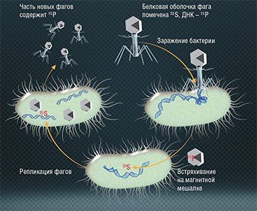 Эксперимент американских исследователей А. Херши и М. Чейза с использованием бактериофагов, меченных изотопами серы и фосфора, доказали роль ДНК как основного носителя генетической информации