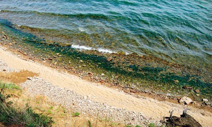 Первый растительный пояс Байкала, или пояс Ulothrix zonata, занимающий глубины 0—1,5 м. Фото А. Тимошкина