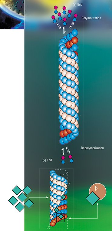 Microtubules and the effect of paclitaxel. According to Dumontet and Jordan, 2010