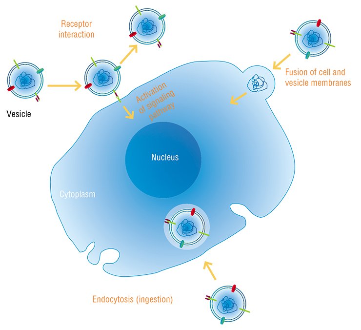 Similar to the sources of nucleic acids, the routes they use to enter cells are also different. The vesicles (small sacs) containing nucleic acids can interact with target cells in a variety of ways. In some cases, nucleic acids may be transferred from the vesicle to the cell, or there may just be an interaction between protein receptors on the vesicle membrane and the cell. In the latter case, further effects are determined by the type of the involved receptor