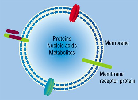 Nucleic acids, including RNA, travel throughout the body within specialized particles of a microvesicle type (above), a kind of “mail” in membrane “envelopes”, which cells send to one another