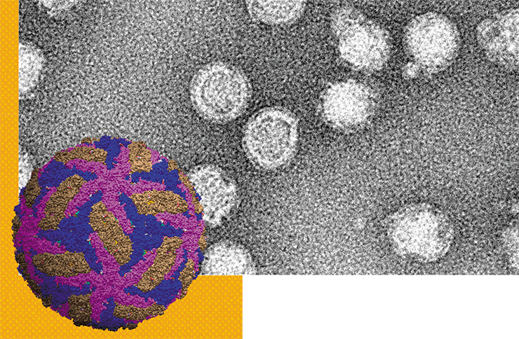 TBEV virions have the shape of a sphere about 40–60 nm in diameter. Inside the particle, there is a 20-sided nucleocapsid, essentially a complex of protein C with single-stranded RNA surrounded by a protein–lipid envelope (Knipe and Howley, 2013). Apart from the lipid membrane, the envelope contains proteins M and glycoproteins E, which are fixed in the membrane by means of hydrophobic anchor regions. Top left: reconstruction of the surface of a mature TBEV particle. From the NCBI website. Top: TBEV after incubation at pH = 8.0. Electron microscopy. Adapted from (Stiasny et al., 2007). © CC BY 2.5