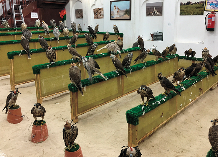 Аукцион хищных птиц в Катаре. Сентябрь 2019 г. Фото Н. Онгарбаева