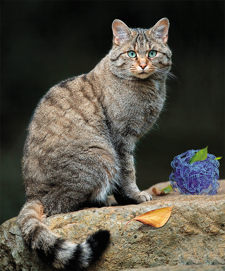 The European wild cat (Felis silvestris silvestris) is one of the extant wild relatives of the domestic cat. © Lviatour