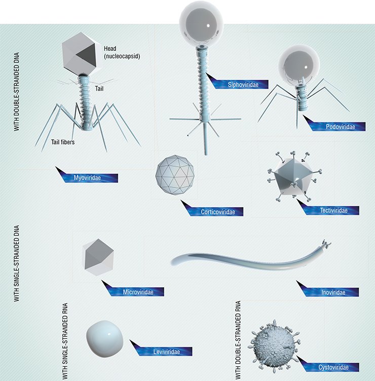 Bacteriophages differ in their shape and structure. Some of them are most simple, being shaped as an icosahedron or a filament, while others resemble killer robot spacecraft. In some phages, hereditary information in encoded in DNA (single- or double-stranded) and in others, in RNA. Phages with a large genome (typically, up to 170 kilobase pairs) have the most intricate structure. Such phages may be larger than the viruses of multicellular animals.A typical bacteriophage consists of a head housing DNA or RNA, covered by a protein of lipoprotein envelope (capsid) and a tail, a protein tube used for injecting the viral genetic material into a bacterial cell