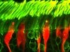 Новый тип фоторецепторов обнаружен у круглых червей