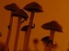 Психоделики «священных грибов» будет продуцировать кишечная палочка