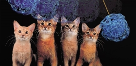 Cats and genes: 40 years later