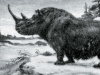 Кто виноват в вымирании шерстистых носорогов?