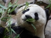 Хорошо ли жить «под зонтиком» у панды?