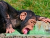 Замена плоского «обезьяньего» носа на длинный человеческий – эволюционная адаптация для экономии воды