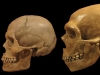 История неандертальцев и сапиенсов, написанная зубным камнем