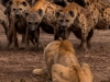 «Коллектив» гиен против льва