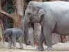 Индийские слоны оплакивают и хоронят своих детей