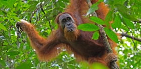 Орангутан вылечил рану с помощью средства традиционной медицины