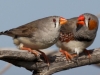 Певчие птицы с поврежденным мозгом вернули себе способность петь