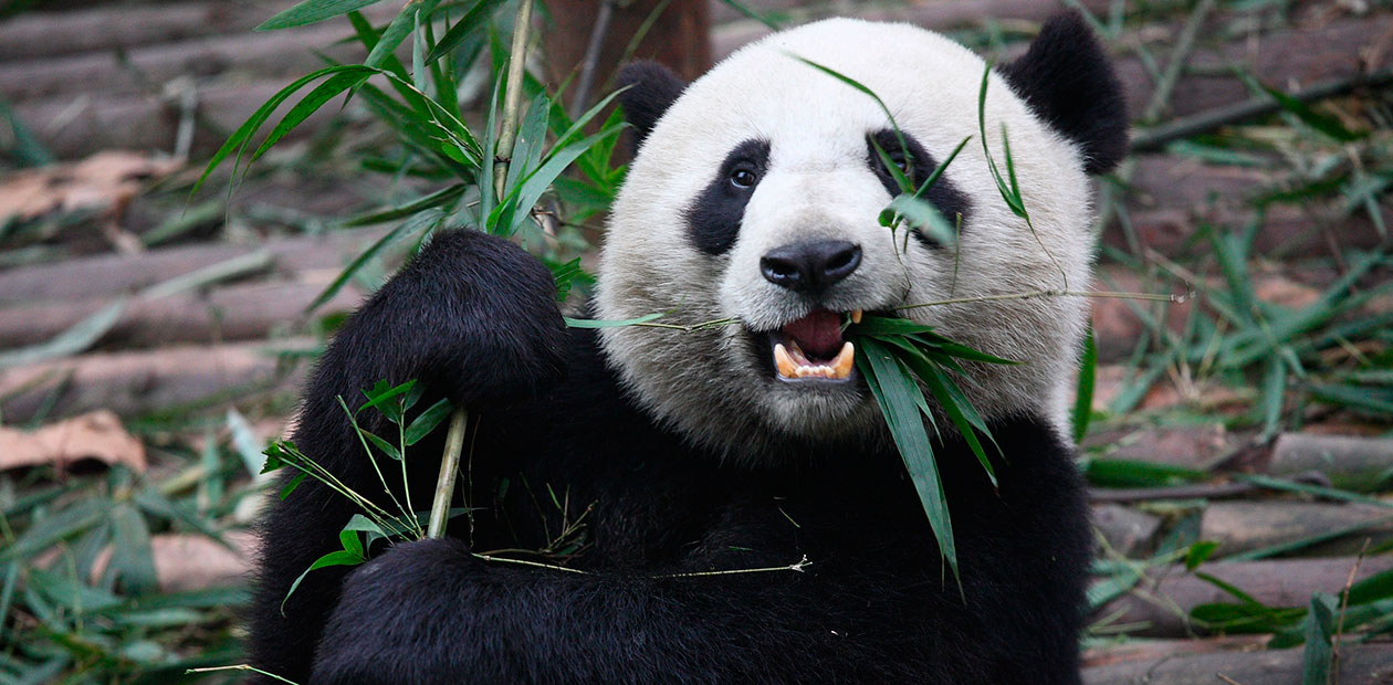 Почему панды толстеют на диете из бамбука