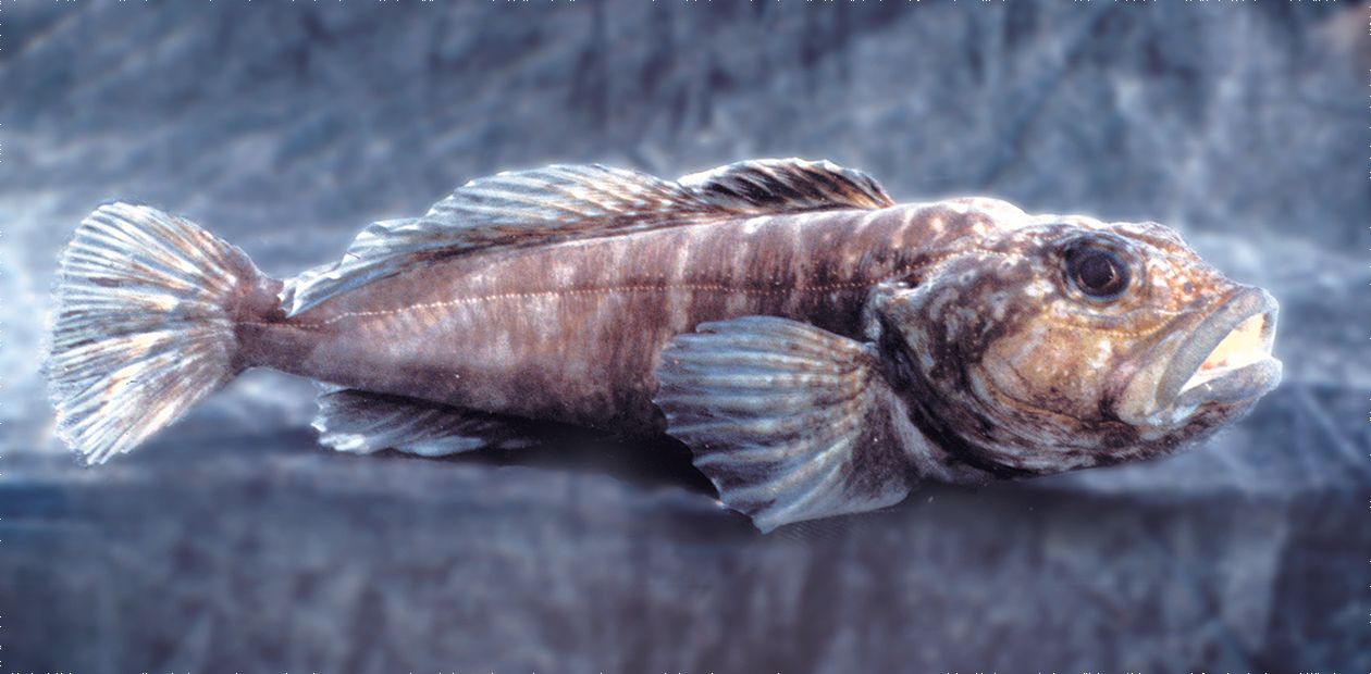 Mysterious Fish of Lake Baikal