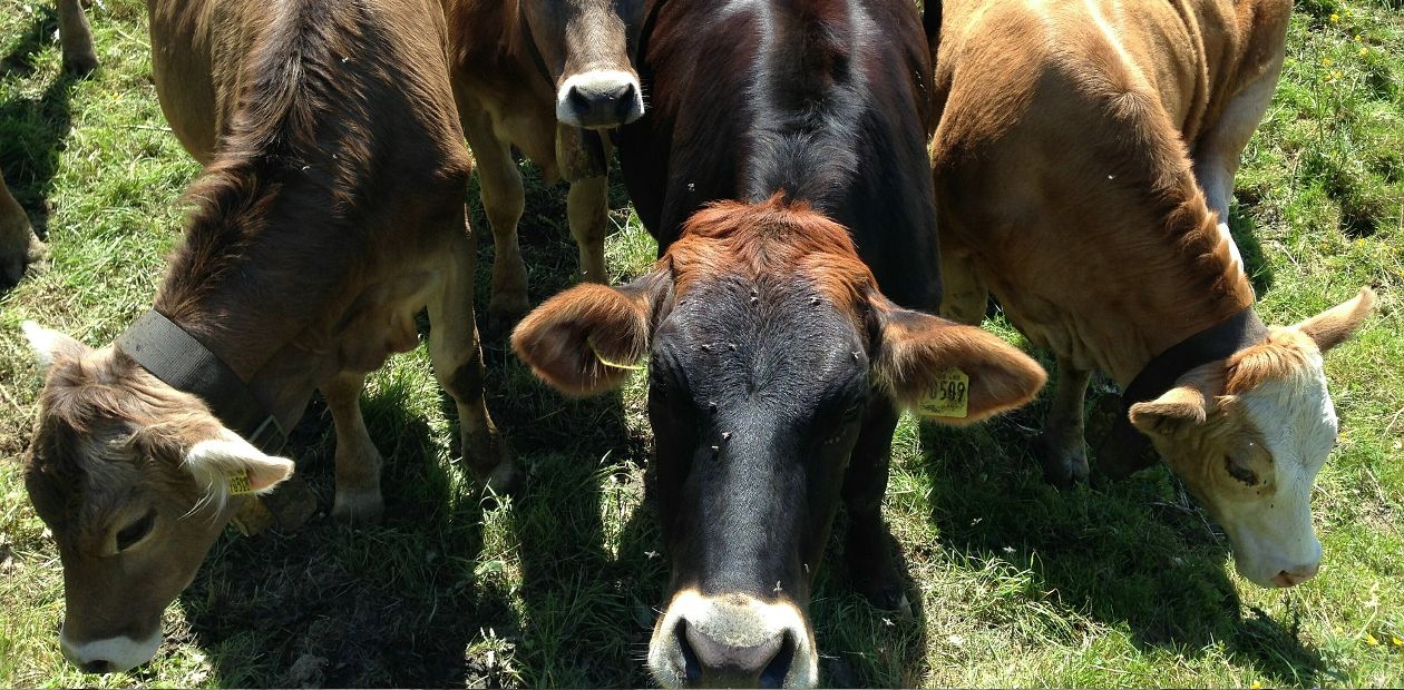 Безрогие коровы – «за» и «против» генного редактирования 