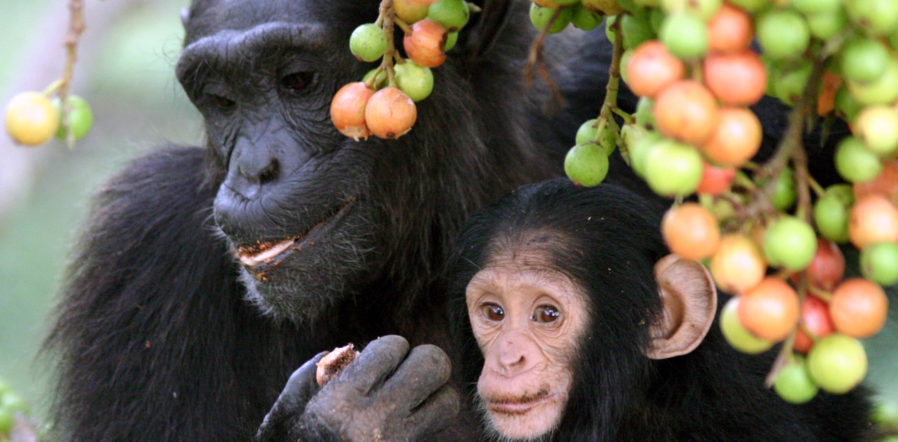 Молодые самки шимпанзе покидают дом, чтобы избежать близкородственного скрещивания