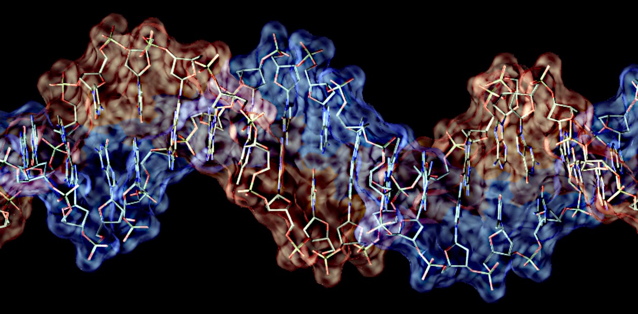 Вклад «генетики» в продолжительность жизни человека оказался выше, чем считалось
