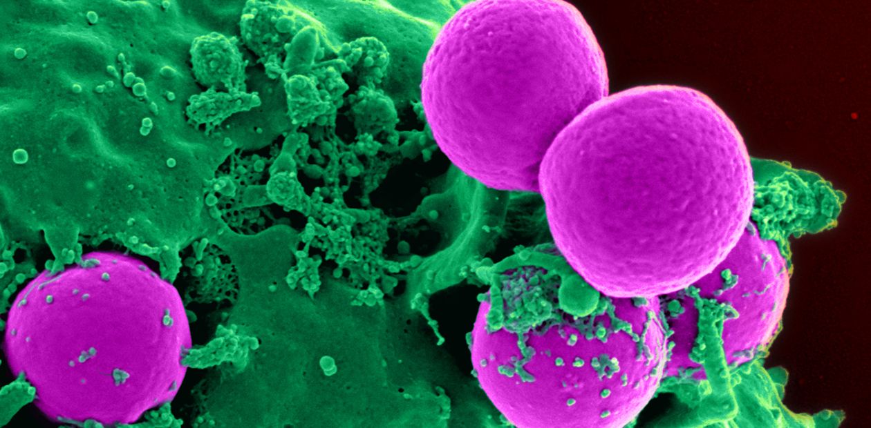 Новый антибиотик найден буквально «под носом»