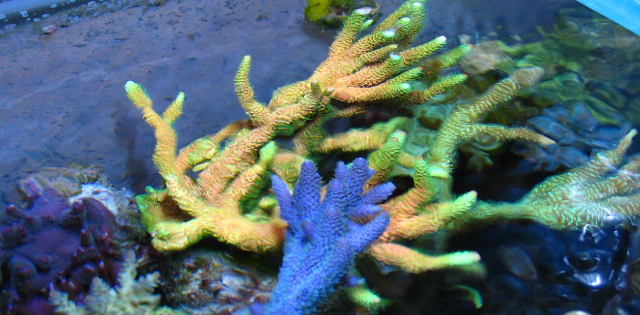 Незаменимые для человека омега-3 жиры синтезируют кораллы ...
