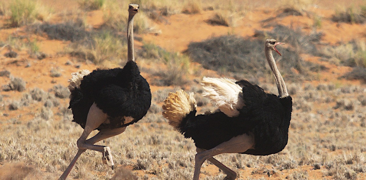 Предки страусов и киви отказались от полета после вымирания динозавров