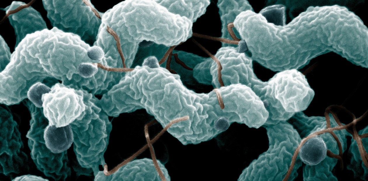 Боритесь с соплями! Густая слизь помогает бактериям атаковать нас 