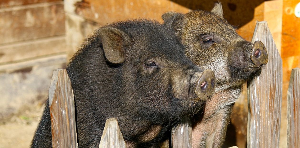 Новый генно-инженерный продукт китайских ученых: «мясные» свиньи, не боящиеся холода