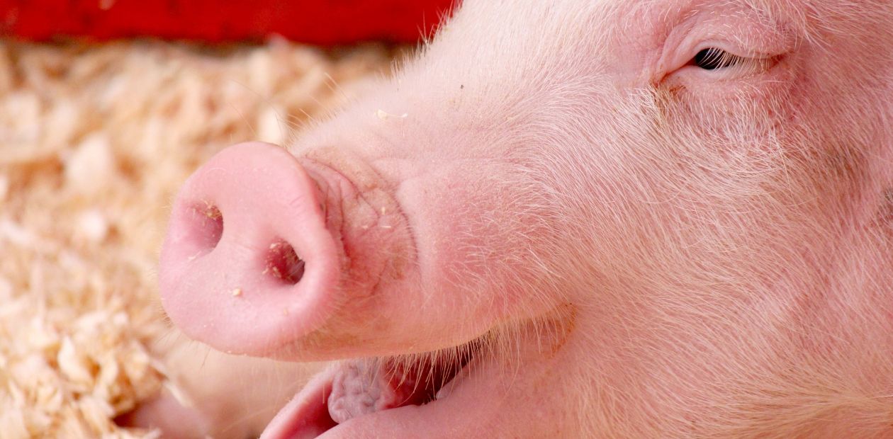 Успешность свиней-«пессимистов» зависит от настроения